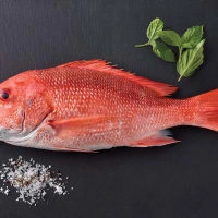 RED SNAPPER (SMALL)
